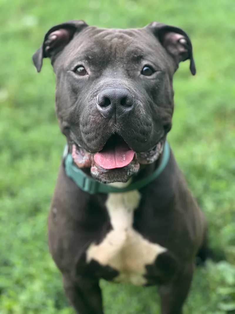 A young medium-sized male Black American Staffordshire Terrier dog named Bison for adoption in Yonkers, NY