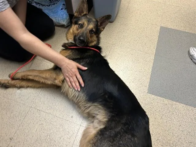 A young medium-sized male German Shepherd Dog dog named Rambo for adoption in San Jose, CA