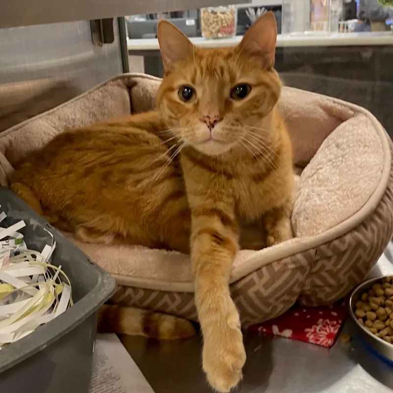 An adult medium-sized male Domestic Short Hair cat named Simba A for adoption in Plano, TX