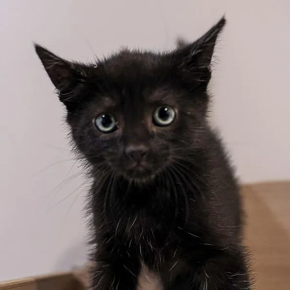 A baby small-sized female Black Domestic Short Hair cat named Spruce for adoption in Bradenton, FL
