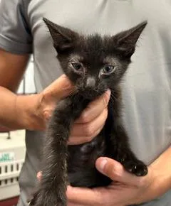 A baby small-sized male Domestic Short Hair cat named Zach for adoption in West Chester, PA