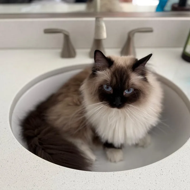An adult small-sized female White Ragdoll cat named Fluff for adoption in Glendale, AZ