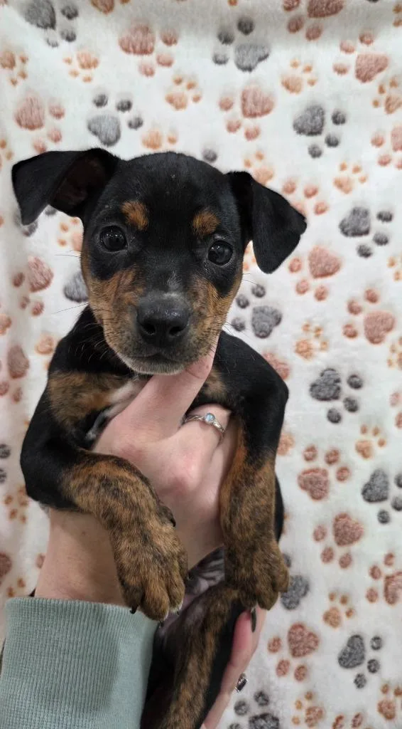 A baby small-sized male Chihuahua dog named Ross for adoption in Brookings, OR