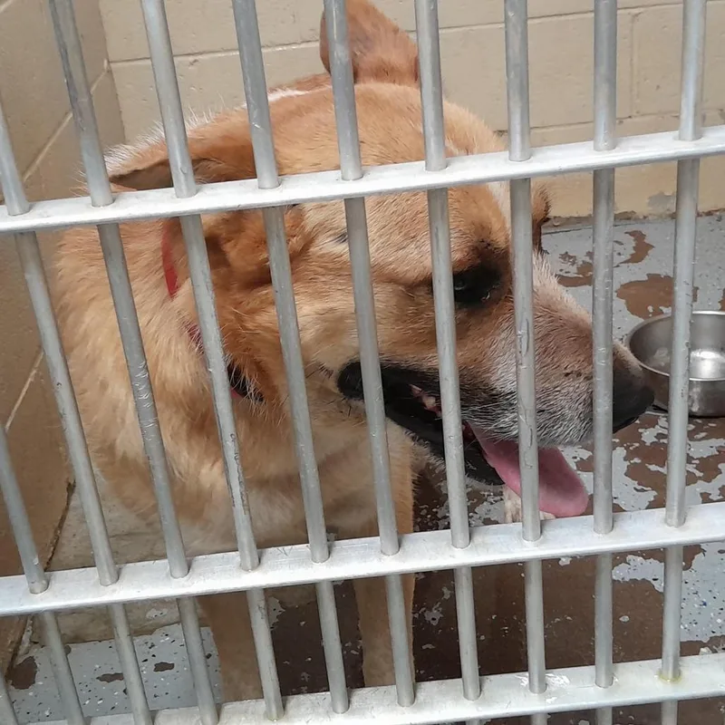 An adult small-sized male Red / Chestnut / Orange Cattle Dog dog named Red for adoption in Douglas, AZ