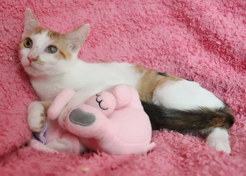 A baby medium-sized female Calico cat named Geneve for adoption in Saint Augustine, FL