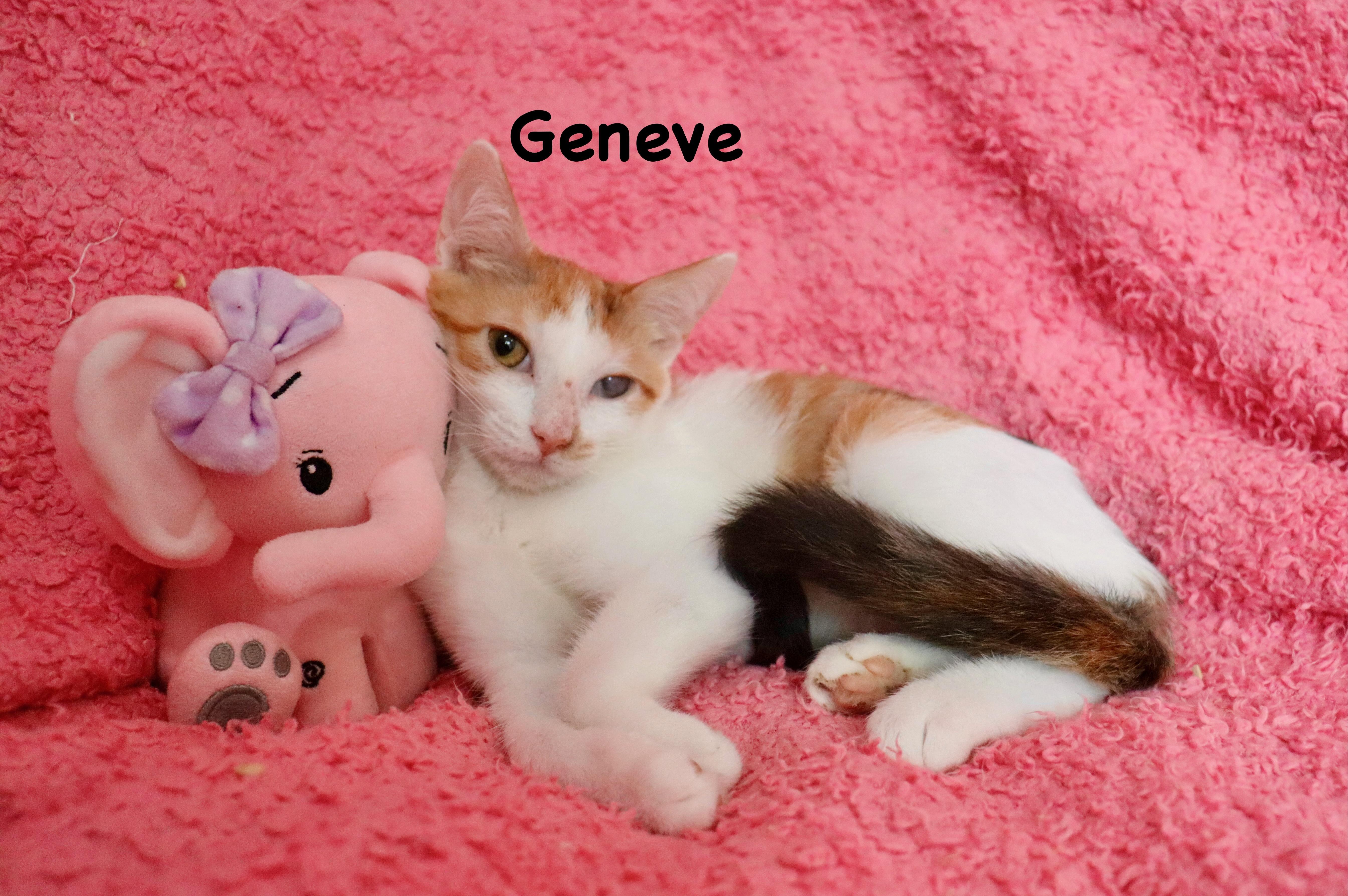 Geneve thumbnail 5