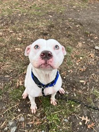 An adult medium-sized female Mixed Breed dog named Tigerlily for adoption in West Chester, PA