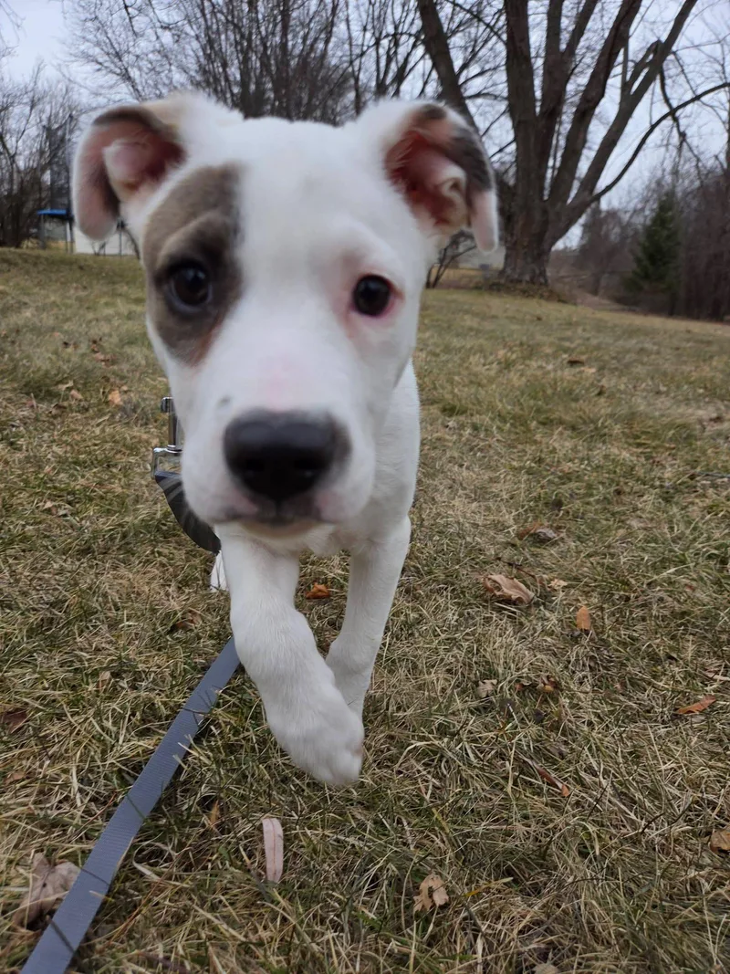 Monterey Jack The Pyrenees thumbnail 6