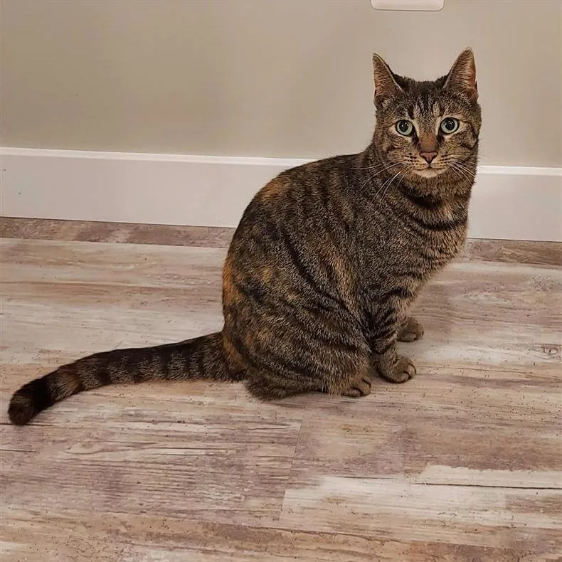 An adult small-sized female Domestic Short Hair cat named Precious for adoption in Fairfax, VA