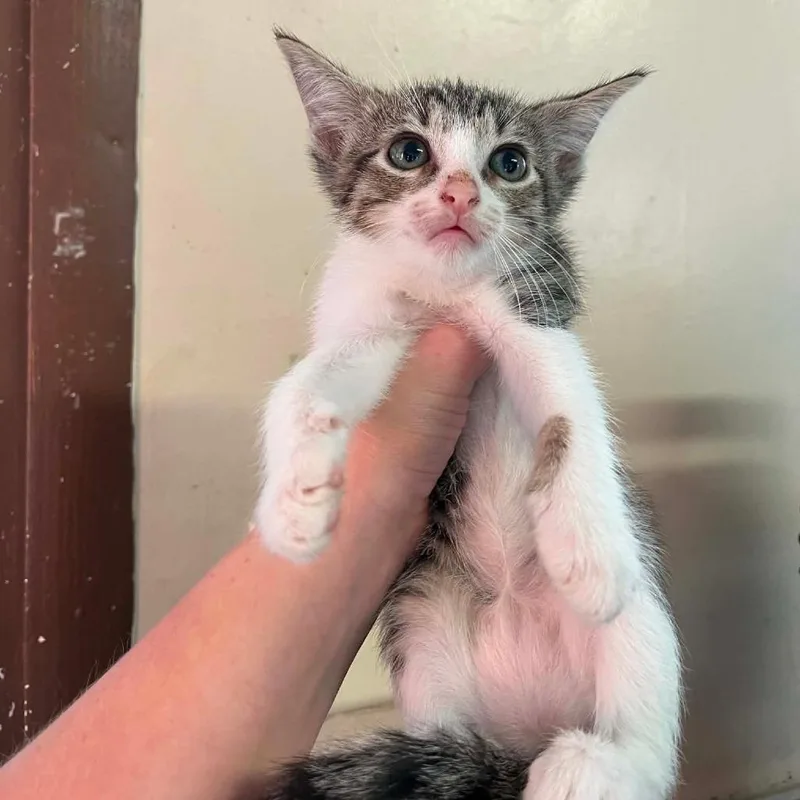 A baby small-sized female Brown / Chocolate Domestic Short Hair cat named Khloe for adoption in Stephenville, TX