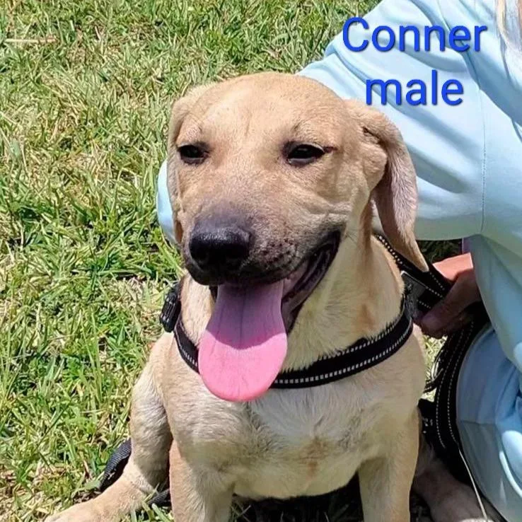 Conner