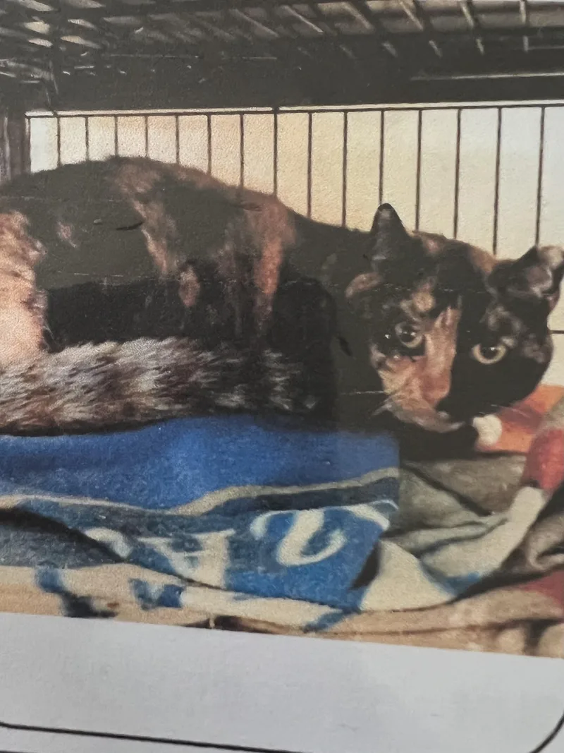 An adult medium-sized female Calico Domestic Short Hair cat named Spice for adoption in New Windsor, NY
