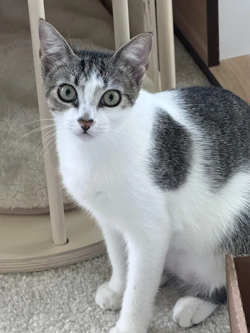 A baby medium-sized female Gray & White Turkish Van cat named Apricot And Peach for adoption in Kissimmee, FL