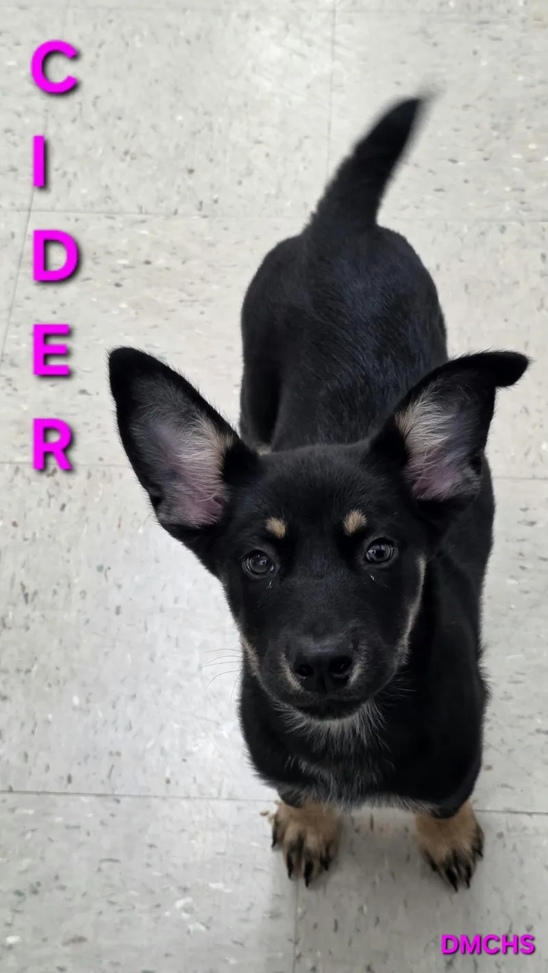 A baby small-sized female Husky dog named Cider for adoption in Burlington, IA