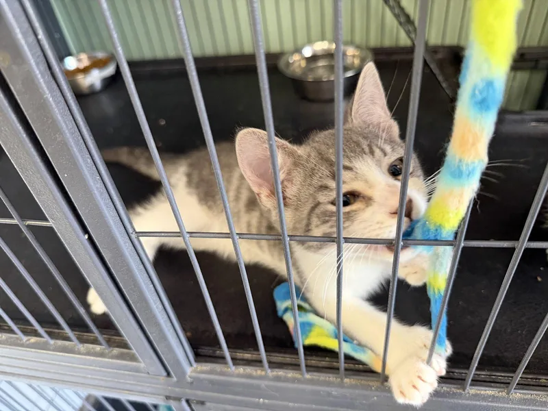 A baby medium-sized male Domestic Short Hair cat named Tinky Polydactyl! for adoption in Broomall, PA