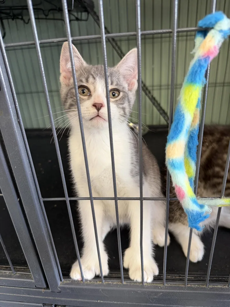 Tinky Polydactyl! thumbnail 2