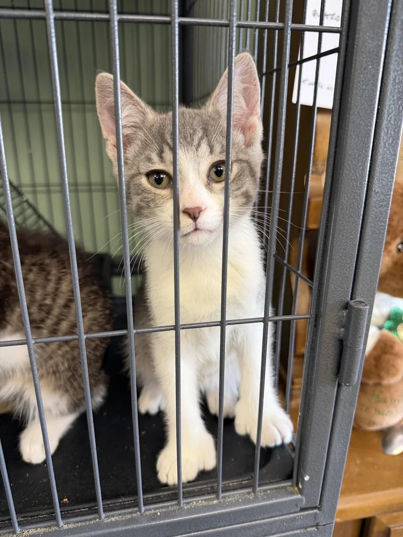 Tinky Polydactyl! thumbnail 3