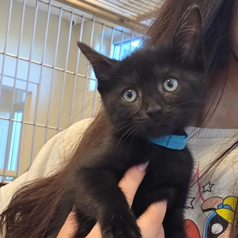 A baby small-sized male Black Domestic Short Hair cat named Allan for adoption in Bristol, IN