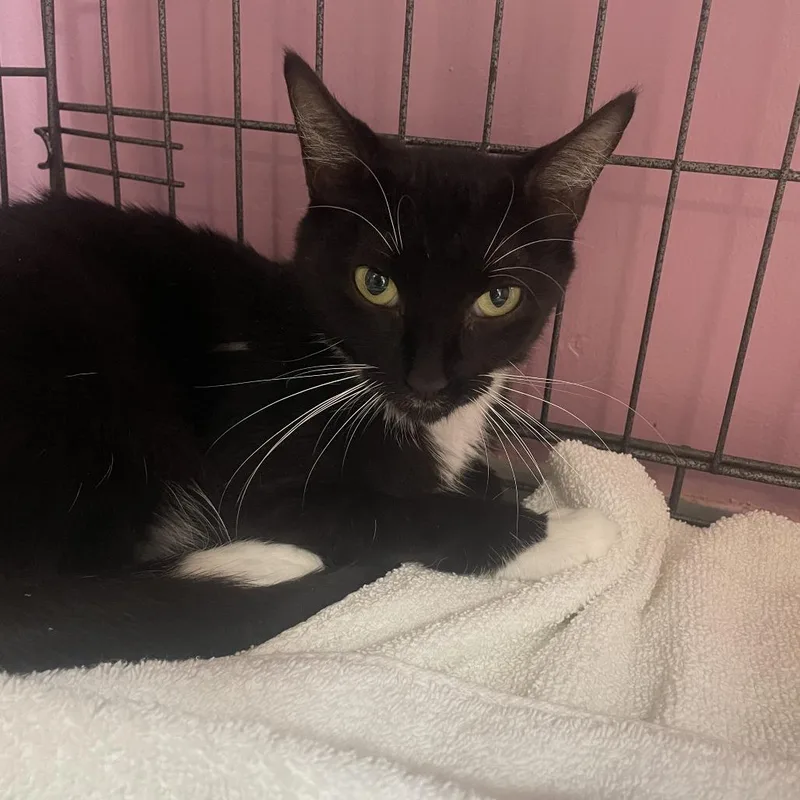An adult small-sized female Black Domestic Short Hair cat named Wonder for adoption in Branson, MO