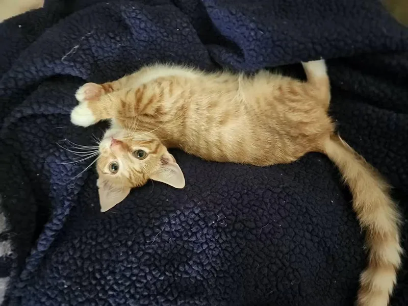 A baby medium-sized male Orange & White Domestic Short Hair cat named Blaze for adoption in Temple, PA