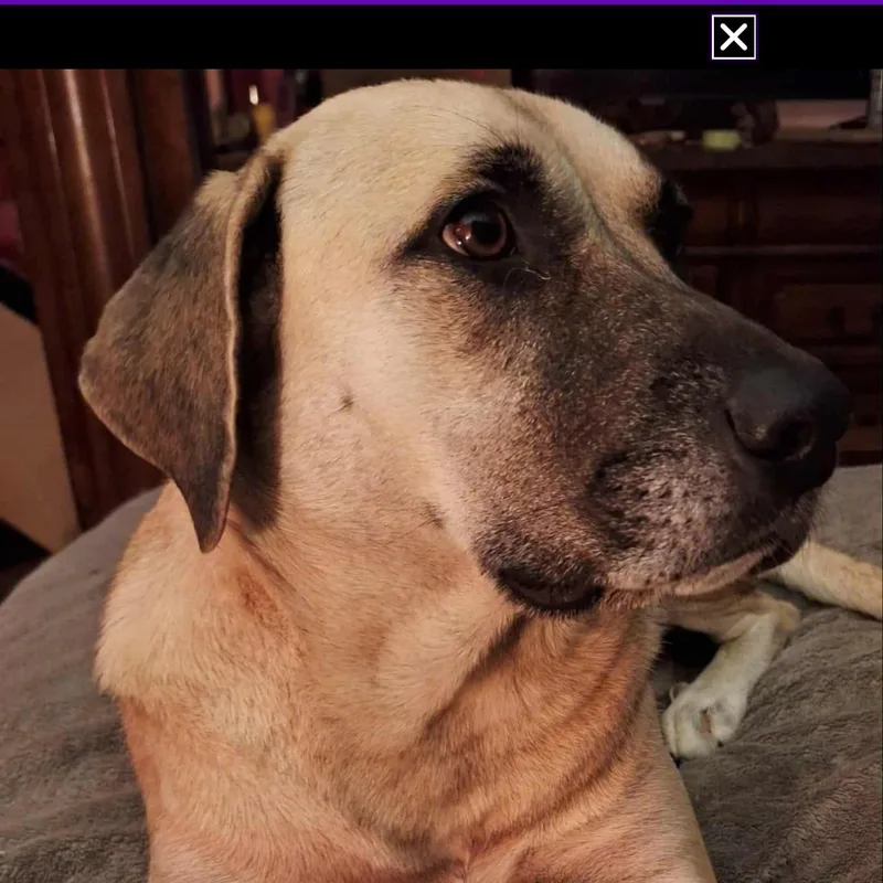 Sadie Mae thumbnail 2