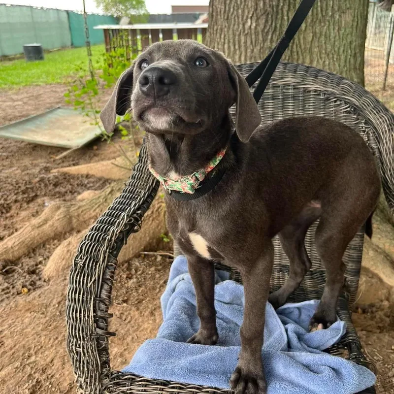 A baby medium-sized female Gray / Blue / Silver Labrador Retriever dog named Fig for adoption in New Orleans, LA
