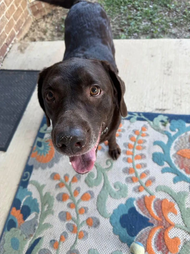 An adult large-sized male Chocolate Labrador Retriever dog named Duke for adoption in Navarre, FL