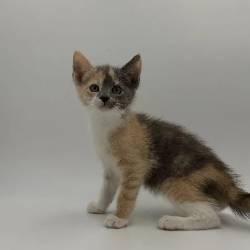 A baby medium-sized female Domestic Short Hair cat named Ketchup for adoption in State College, PA