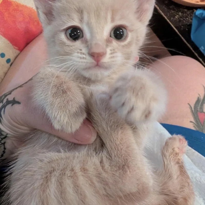 Peaches