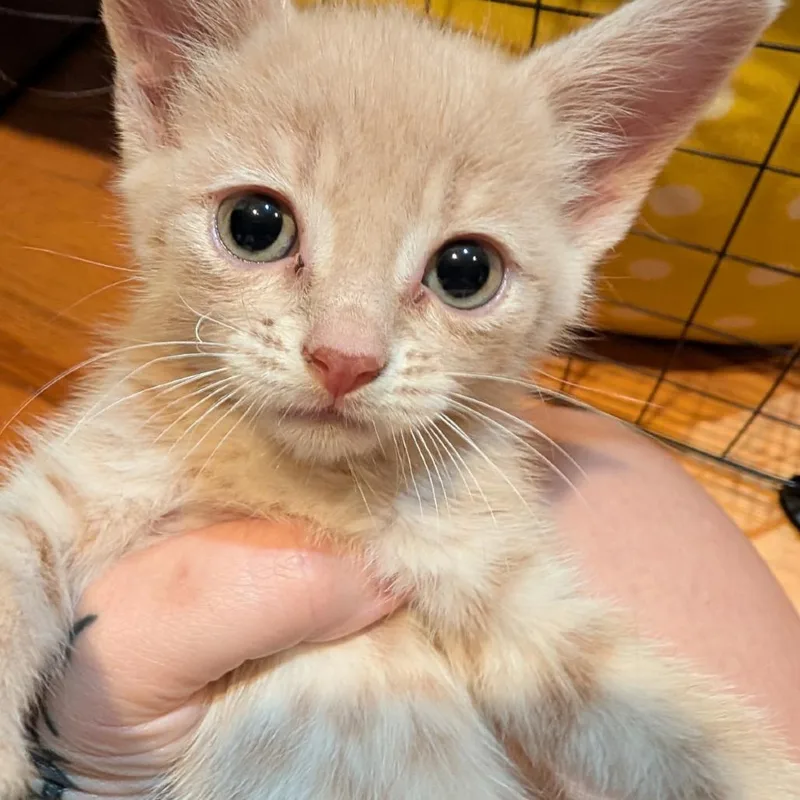 Peaches thumbnail 2
