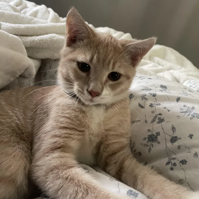 A baby small-sized male Buff & White Domestic Short Hair cat named Trinidad Scorpion for adoption in Richmond, VA