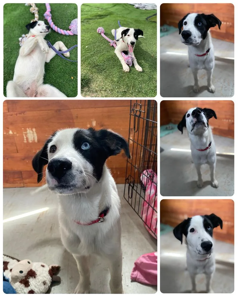 A baby medium-sized female Tricolor (Brown, Black, & White) Border Collie dog named Sky for adoption in New Bedford, MA