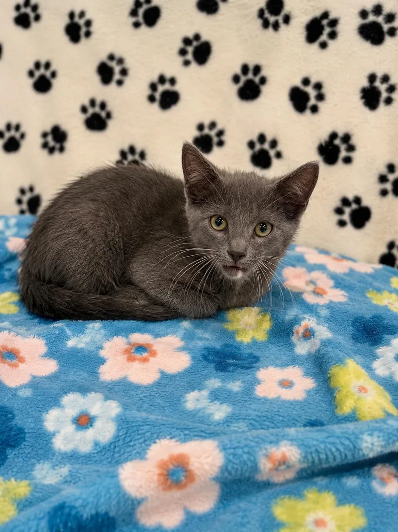 A baby small-sized male Domestic Short Hair cat named Nova for adoption in Rio Linda, CA
