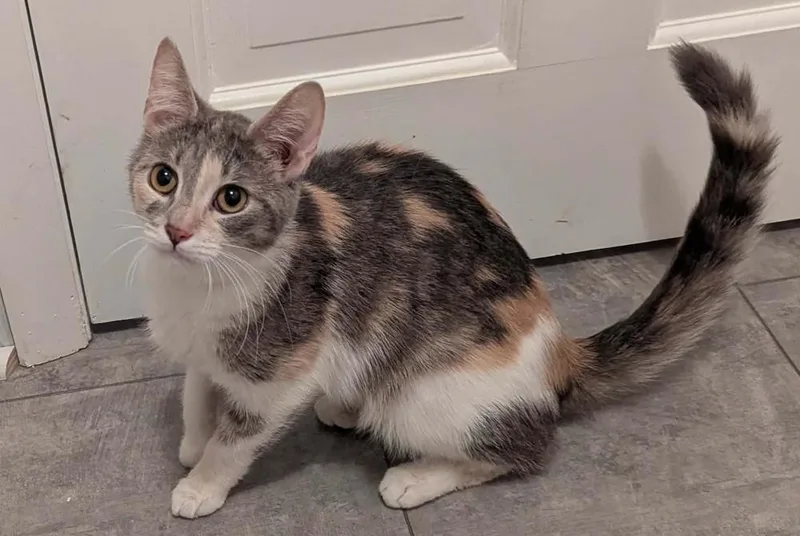 A young small-sized female Domestic Short Hair cat named Nora for adoption in South Bend, IN