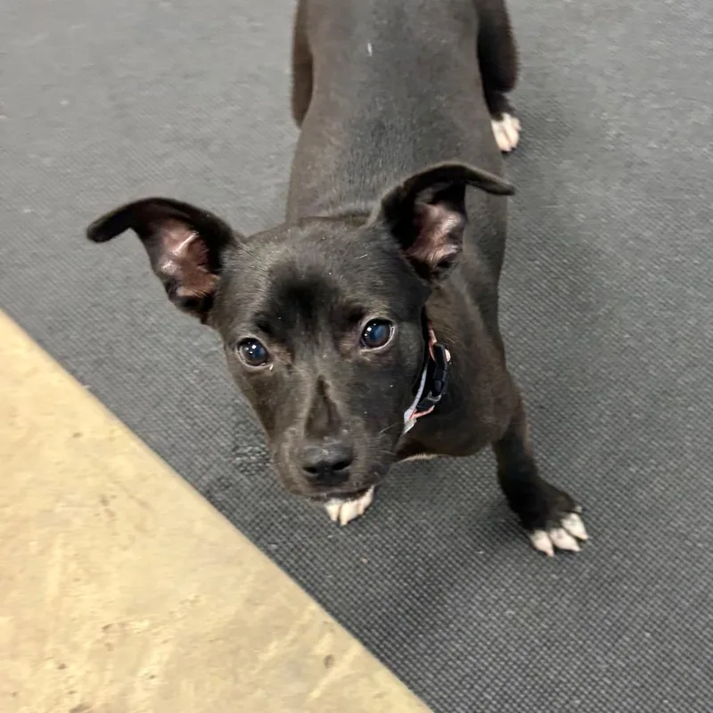 A baby small-sized female Black Mixed Breed dog named Piranha for adoption in New York, NY