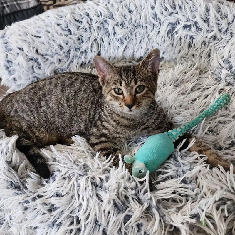 A baby medium-sized female Tabby (Brown / Chocolate) Domestic Short Hair cat named Tuesday for adoption in Ocala, FL