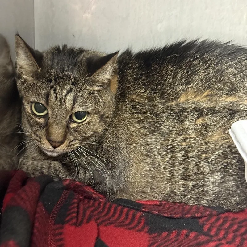 A senior medium-sized female Domestic Short Hair cat named Lily for adoption in New York, NY