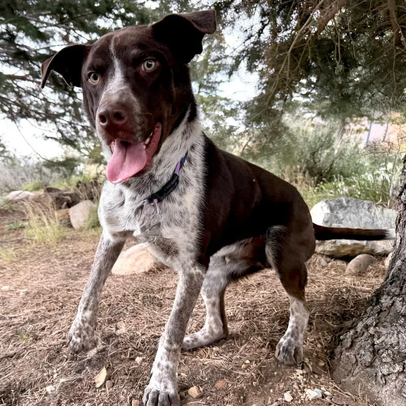 A young medium-sized male Brown / Chocolate Mixed Breed dog named Mikey for adoption in Park City, UT
