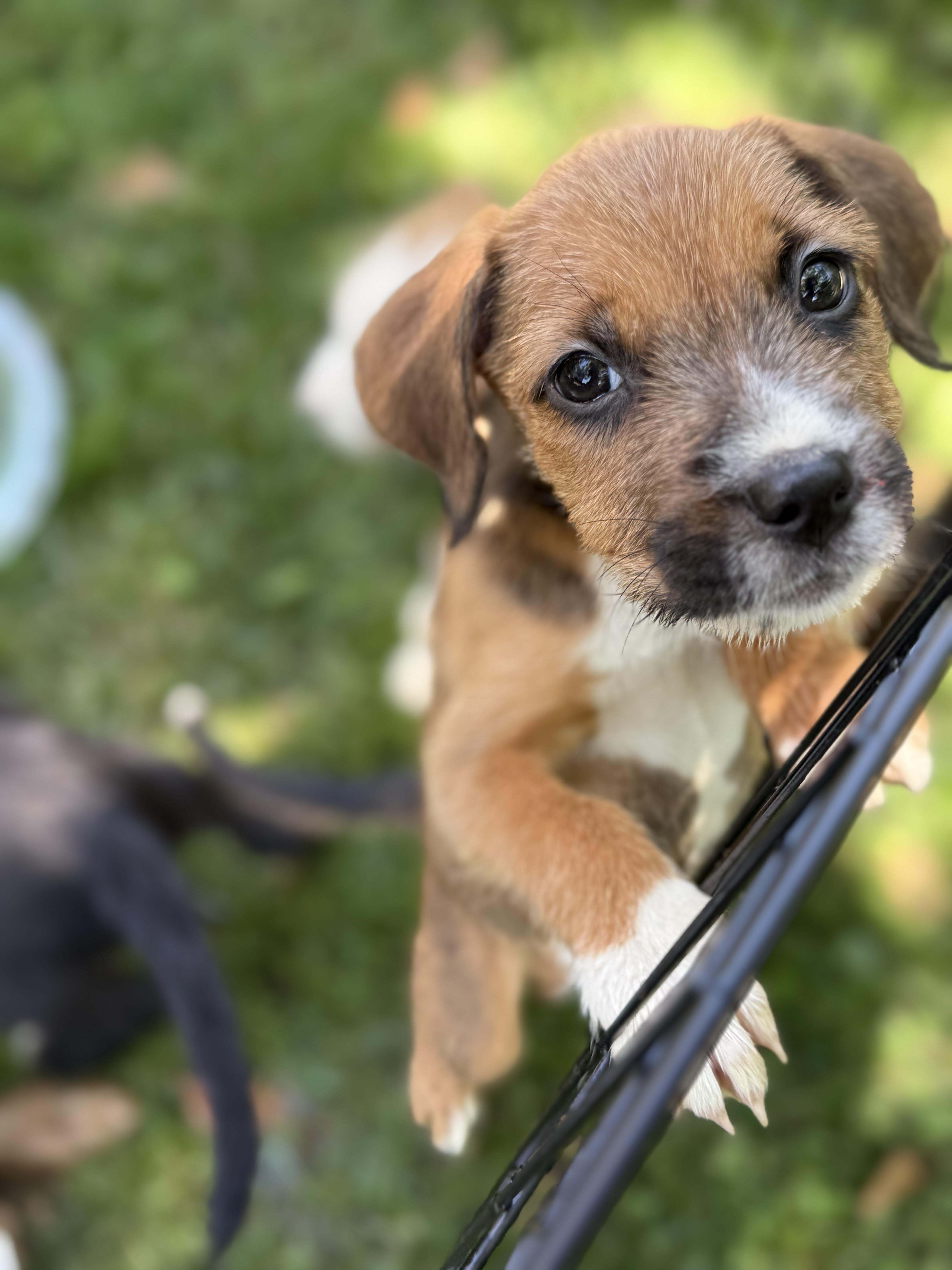 A baby small-sized female Irish Terrier dog named Reba for adoption in Hillsborough, NC
