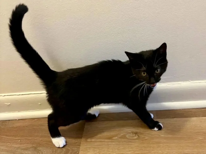 A baby medium-sized male Domestic Short Hair cat named Goob for adoption in Andover, CT
