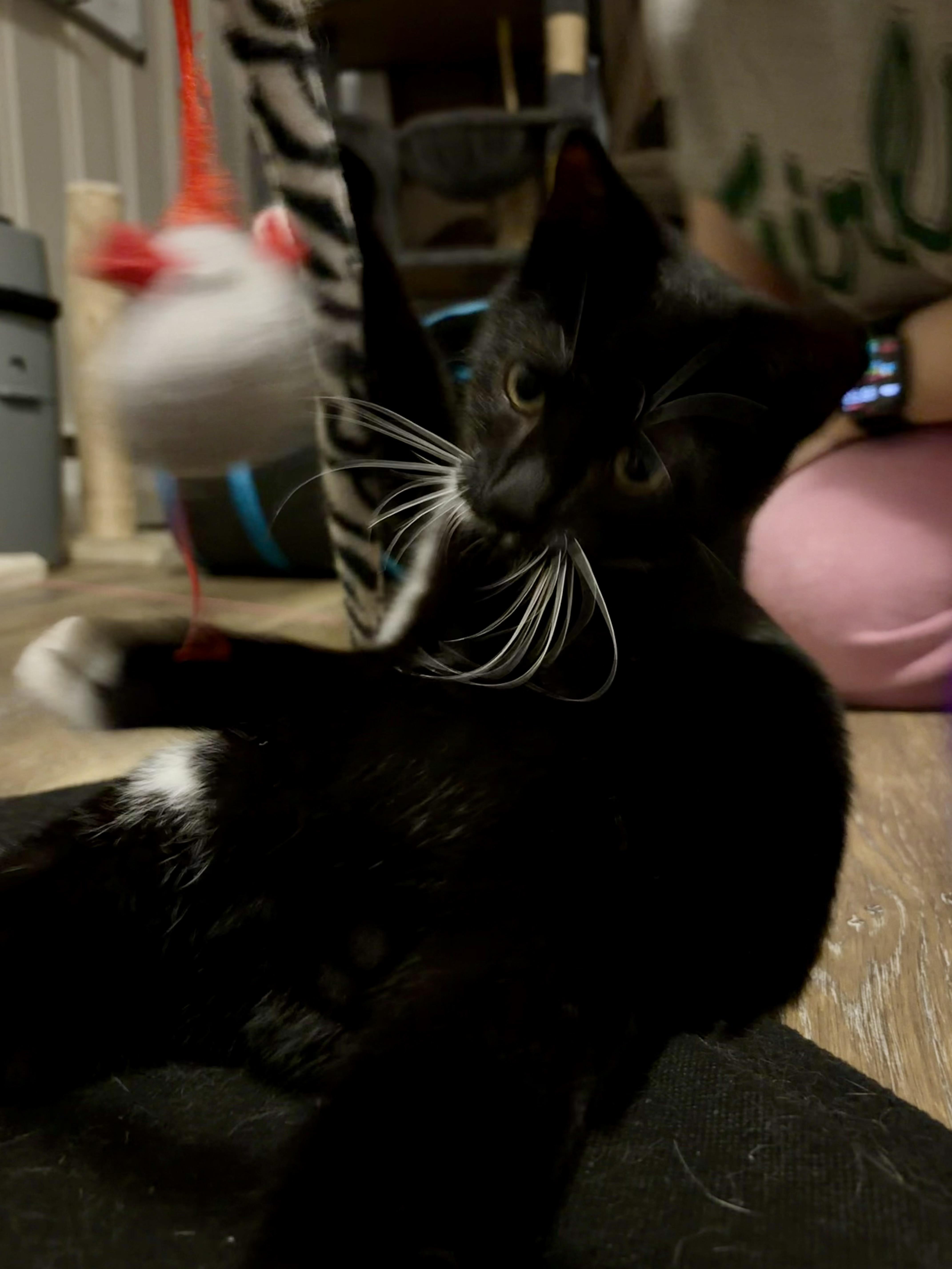 Goob thumbnail 5