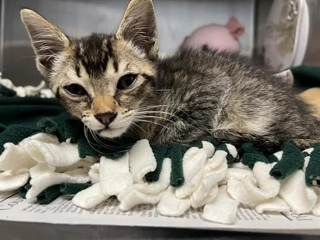 A baby small-sized male Domestic Short Hair cat named Meeko for adoption in Tustin, CA