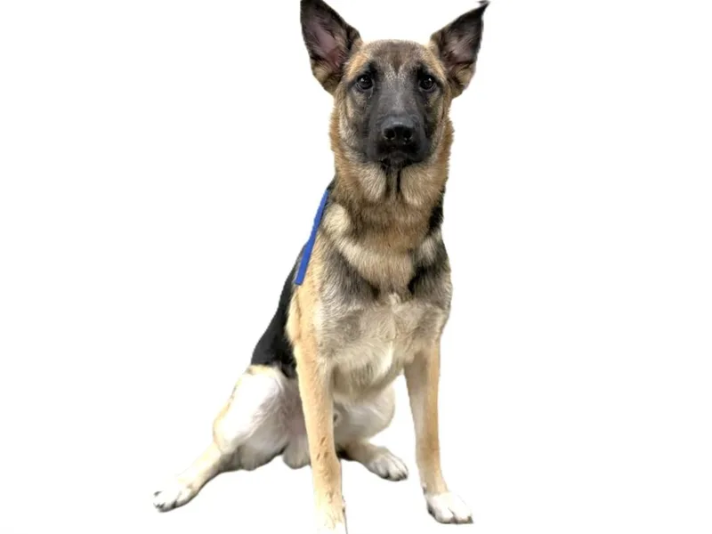 A young large-sized male German Shepherd Dog dog named Bobby for adoption in Los Angeles, CA