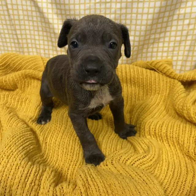 A baby small-sized male Pit Bull Terrier dog named A for adoption in Modesto, CA