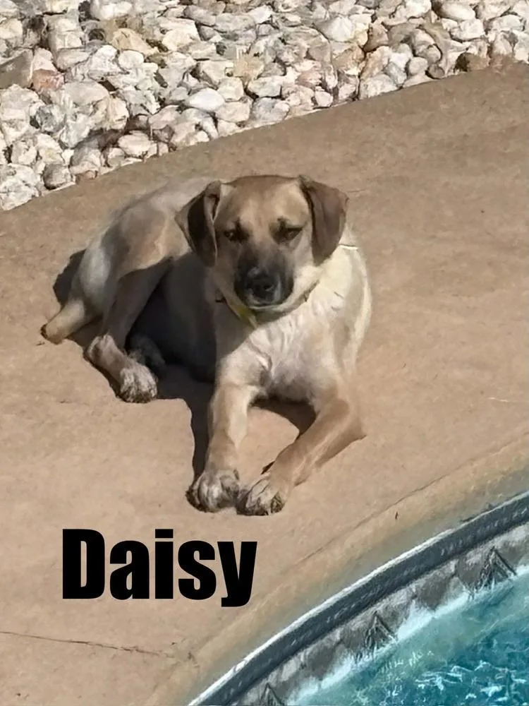Daisy Mae