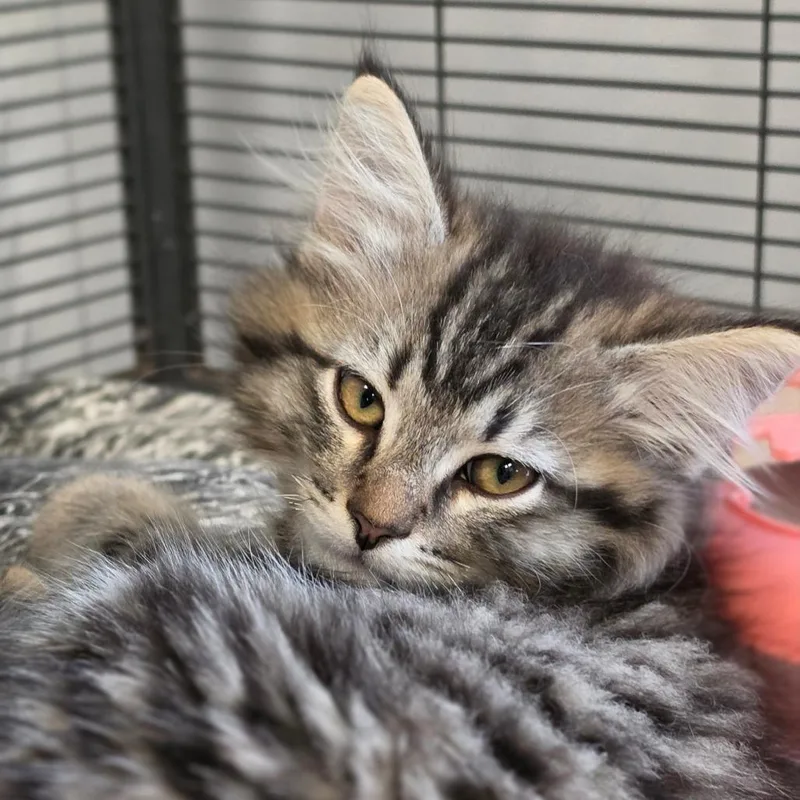 A baby small-sized male Brown / Chocolate Domestic Long Hair cat named Illinois for adoption in Muncie, IN