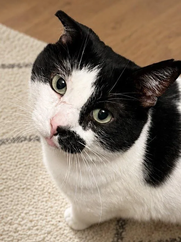 Oreo thumbnail 4