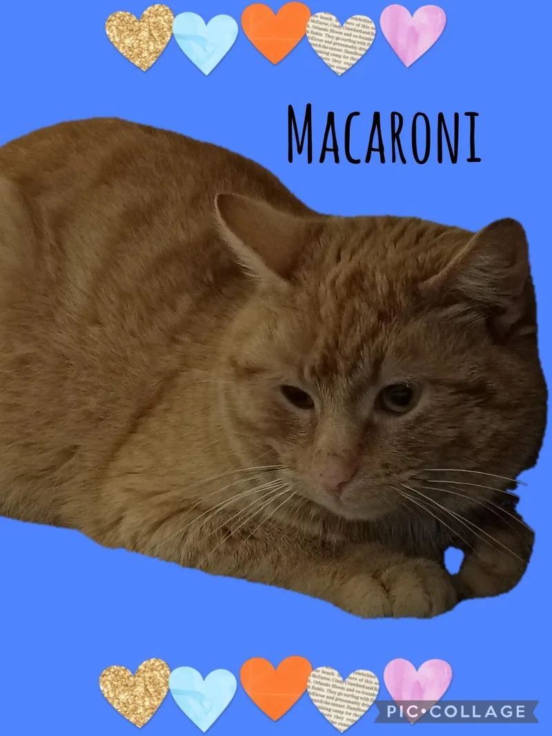 Macaroni
