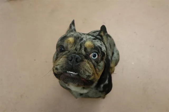 A young small-sized male Mixed Breed dog named Murray for adoption in Columbia, SC