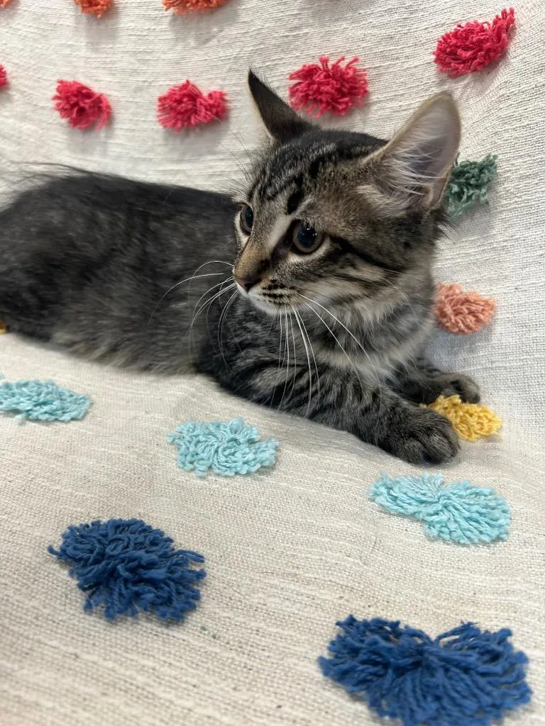 A baby medium-sized female Domestic Medium Hair cat named Ashley PA for adoption in Denham Springs, LA